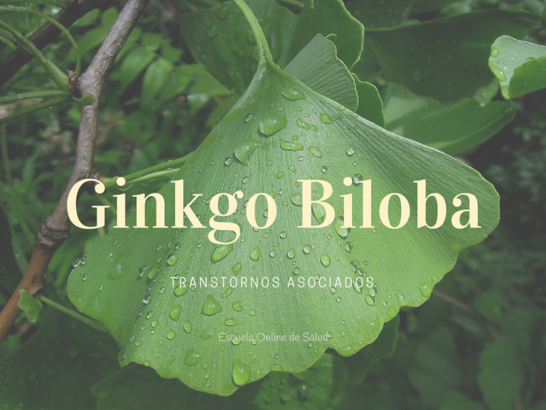 Ginkgo biloba sus propiedades y beneficios Escuela Online de Salud