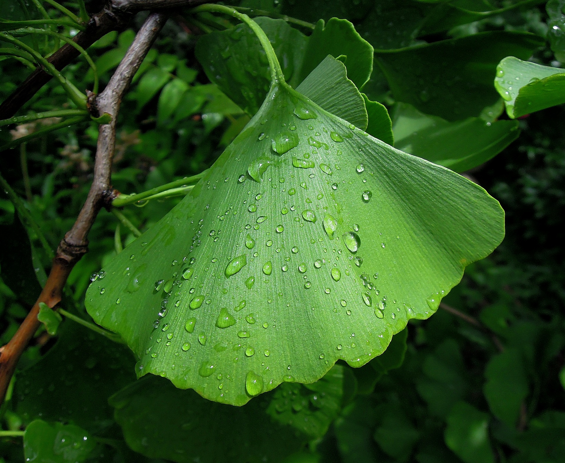 Ginkgo biloba sus propiedades y beneficios Escuela Online de Salud
